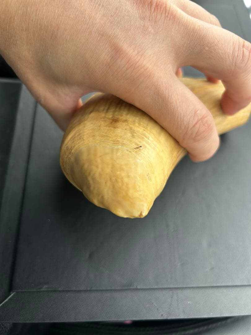 マッコウクジラ 歯 鯨歯 特大 491.43g 印材や工芸品の素材などに