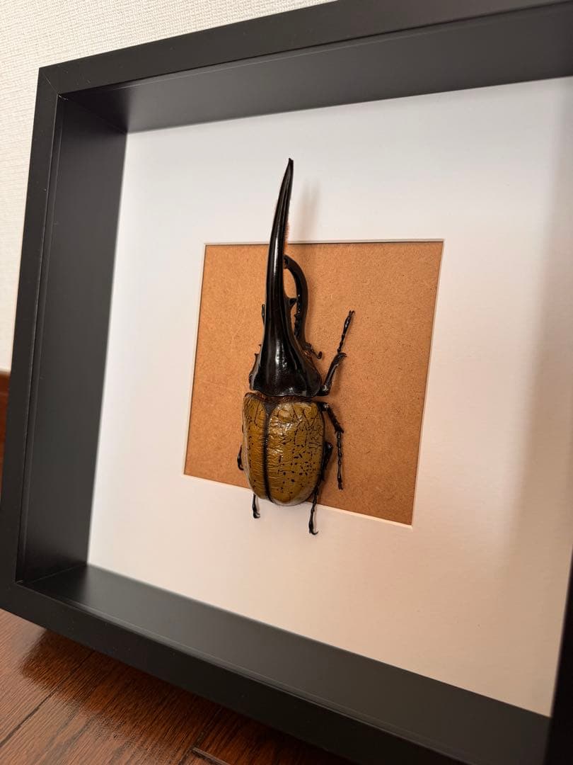 ヘラクレスオオカブト 壁掛け標本