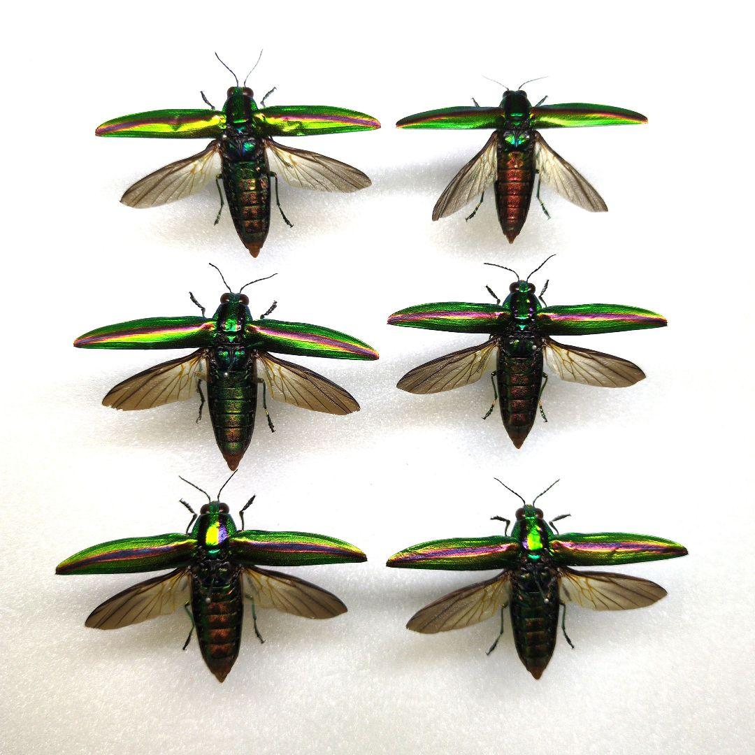 異常型】パルナシウス・アポロ・ウィスコッティ（1オス、スウェーデン産）