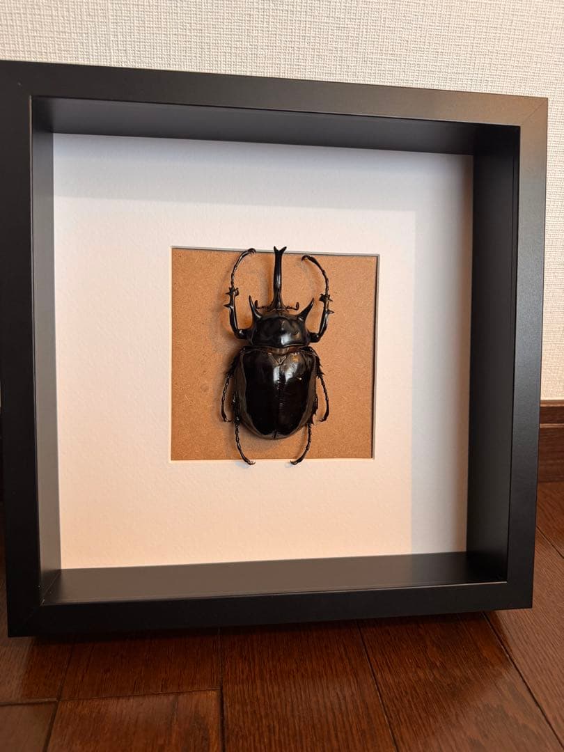 マルスゾウカブト 壁掛け標本