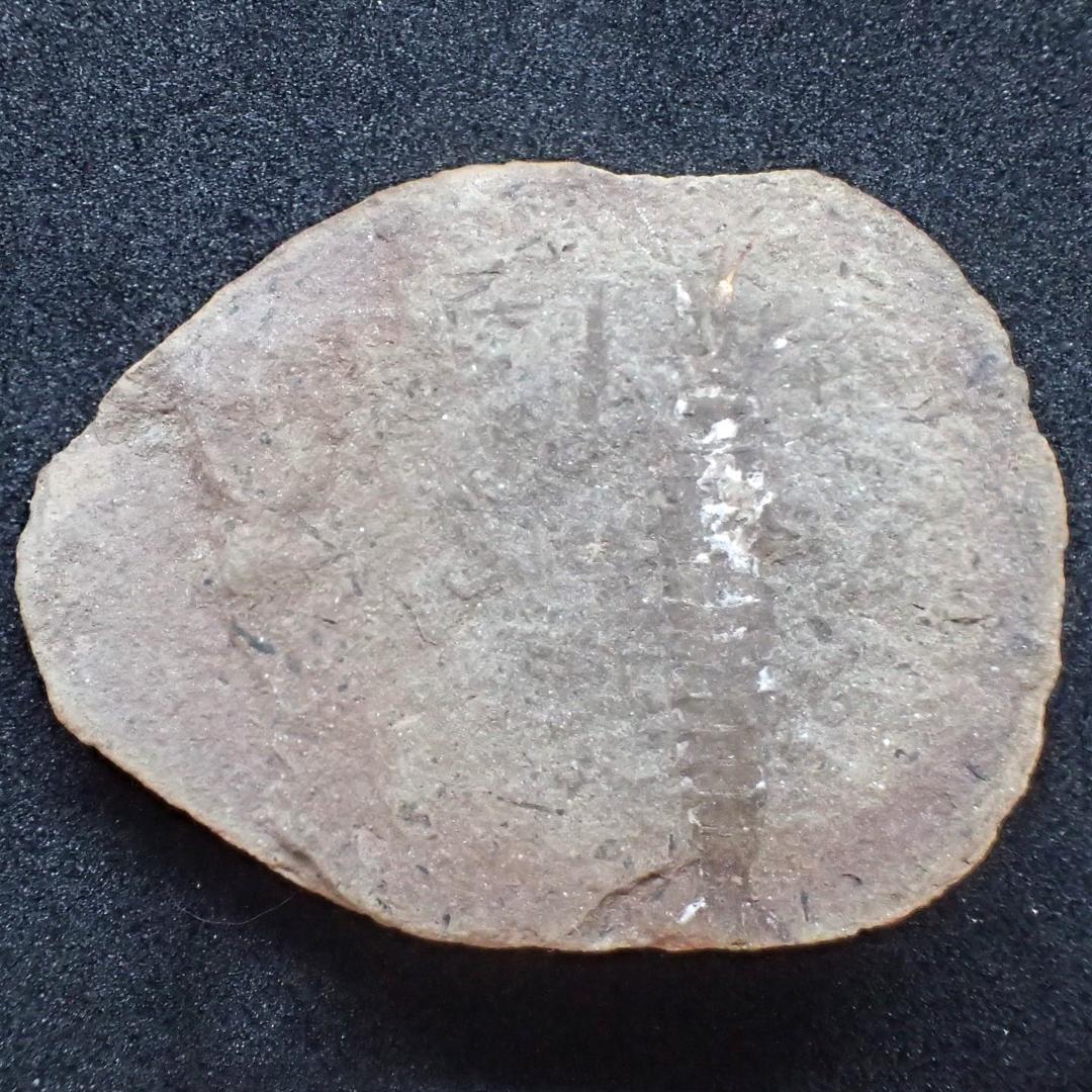 メゾンクリークの化石 1級品 アカンソテルソン 本物保証