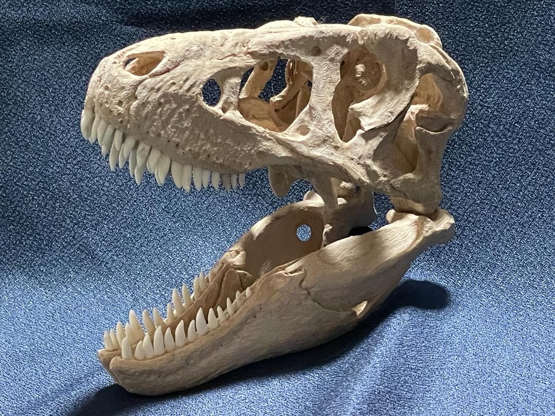 世界に一つ！ タルボサウルス・バタール 1/10木彫頭骨模型 価格応相談