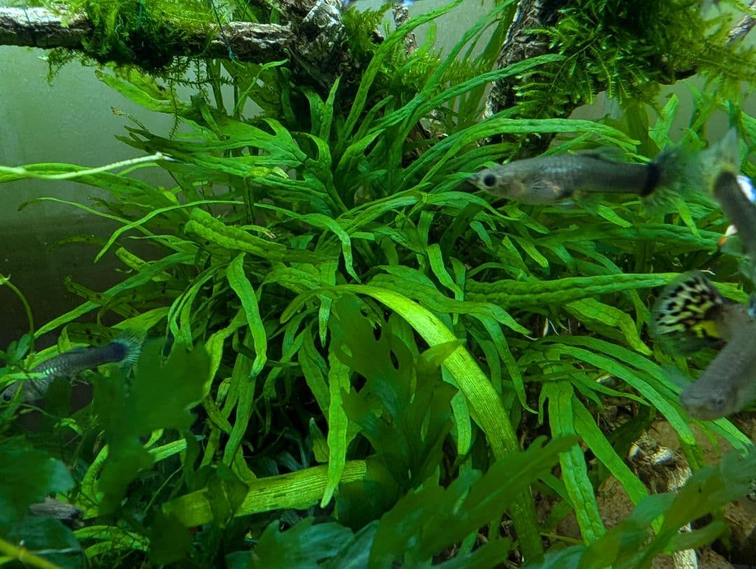 密生ミクロソリウムトライデントリーフ大株200葉以上が自然活着した