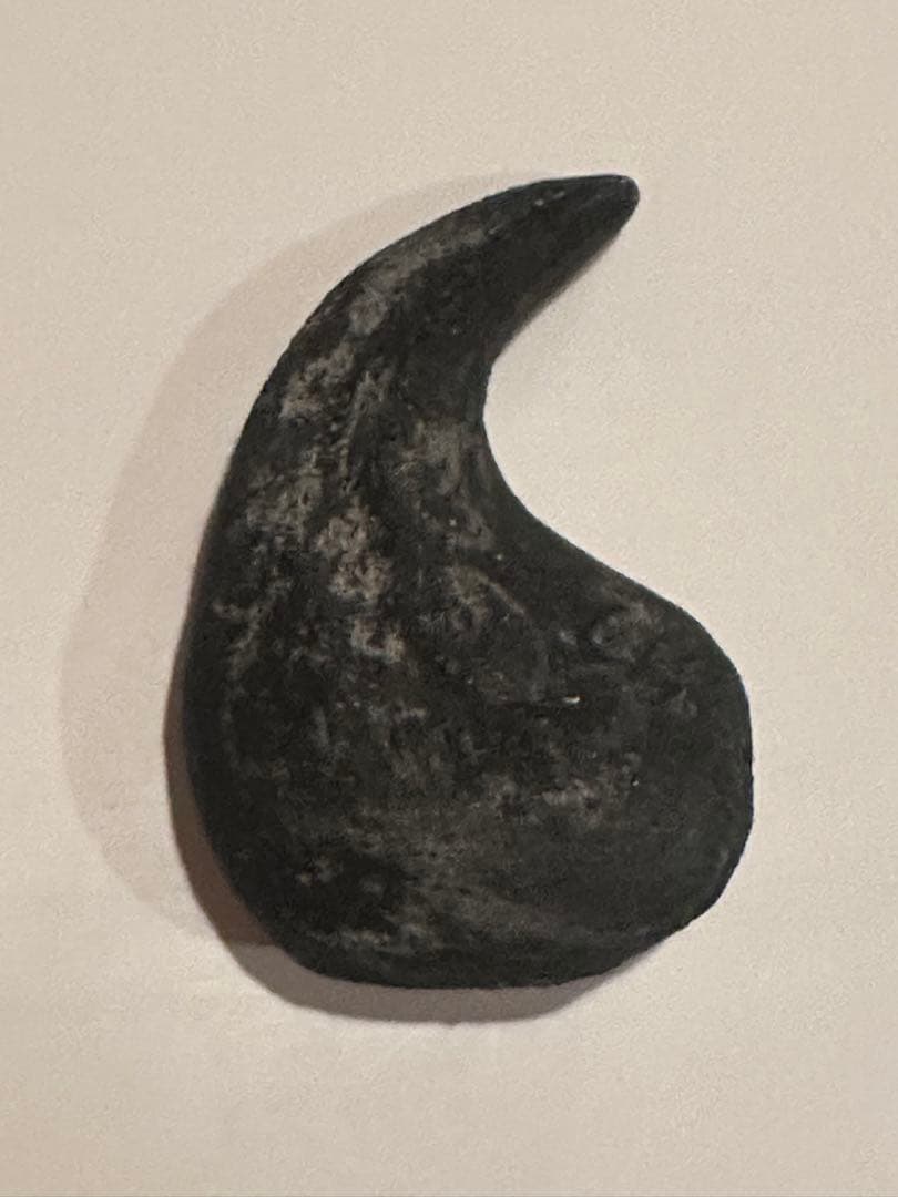 Allosaurus 化石 恐竜 ティラノサウルス カルカロドントサウルス 底値