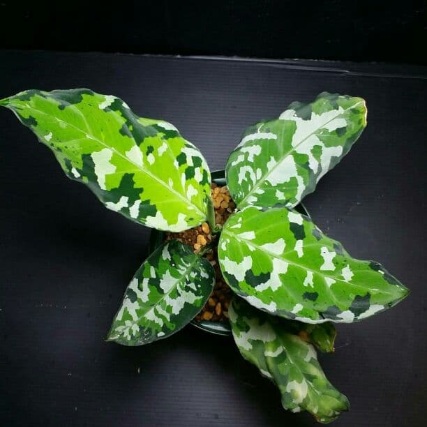 確認専用Aglaonema pictum Andaman サマート氏、出射氏 - メルカリ