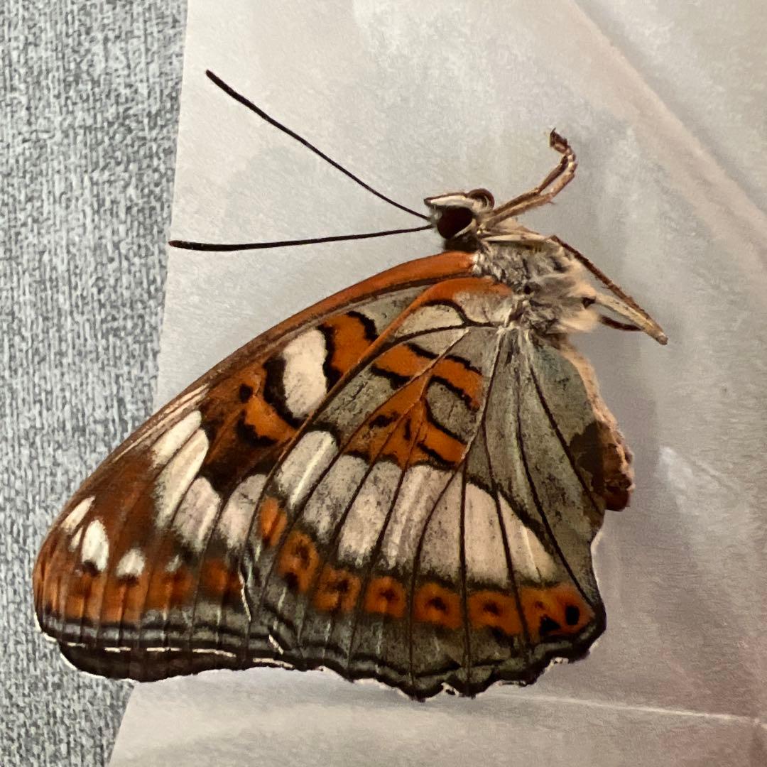 オオイチモンジ モンゴル産10頭セット