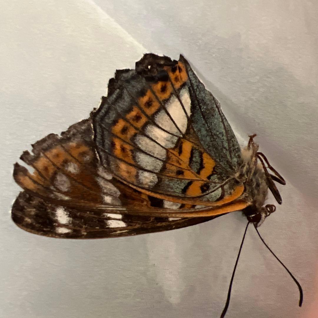 オオイチモンジチョウ モンゴル産9頭セット