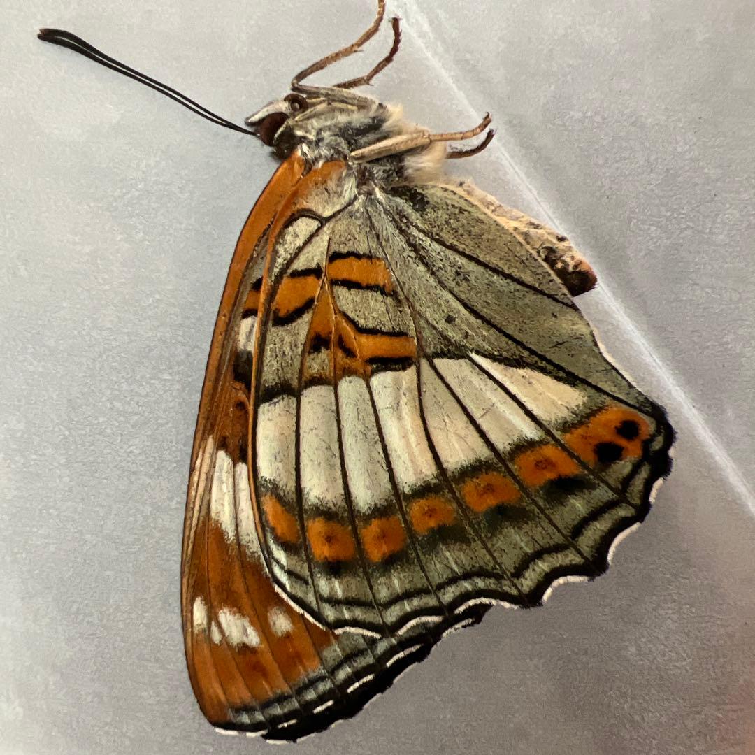 オオイチモンジチョウ モンゴル産9頭セット