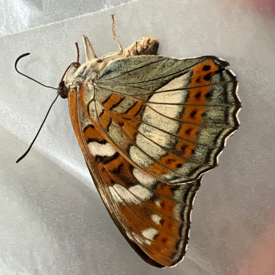 オオイチモンジ モンゴル産10頭セット売り