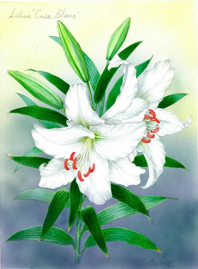 絵画】ボタニカルアート 「カサブランカ 純白の貴婦人」原画 - メルカリ
