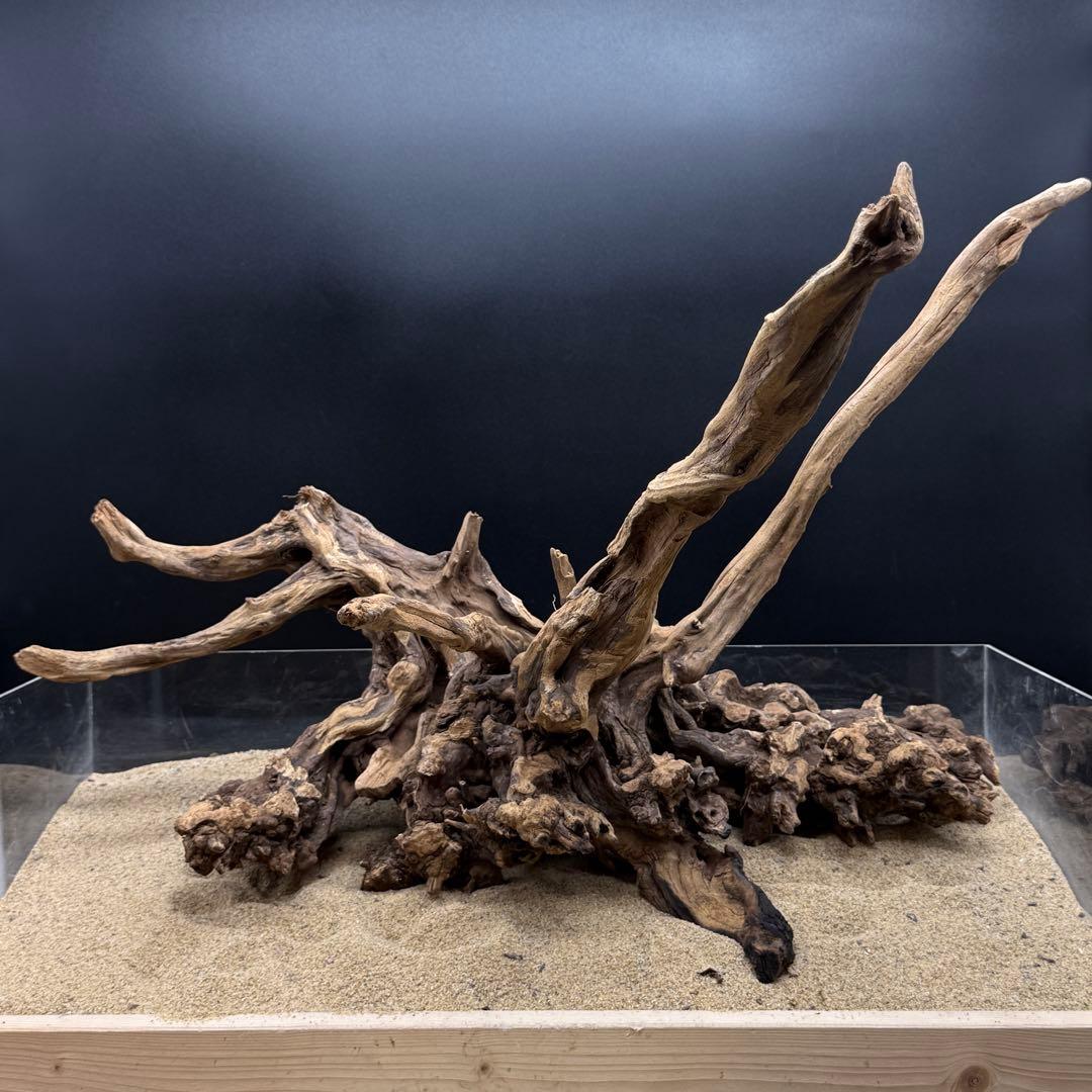 MSRW-6772 特大天然流木1点物 スリムウッド アクアリウム 魚用品・水草