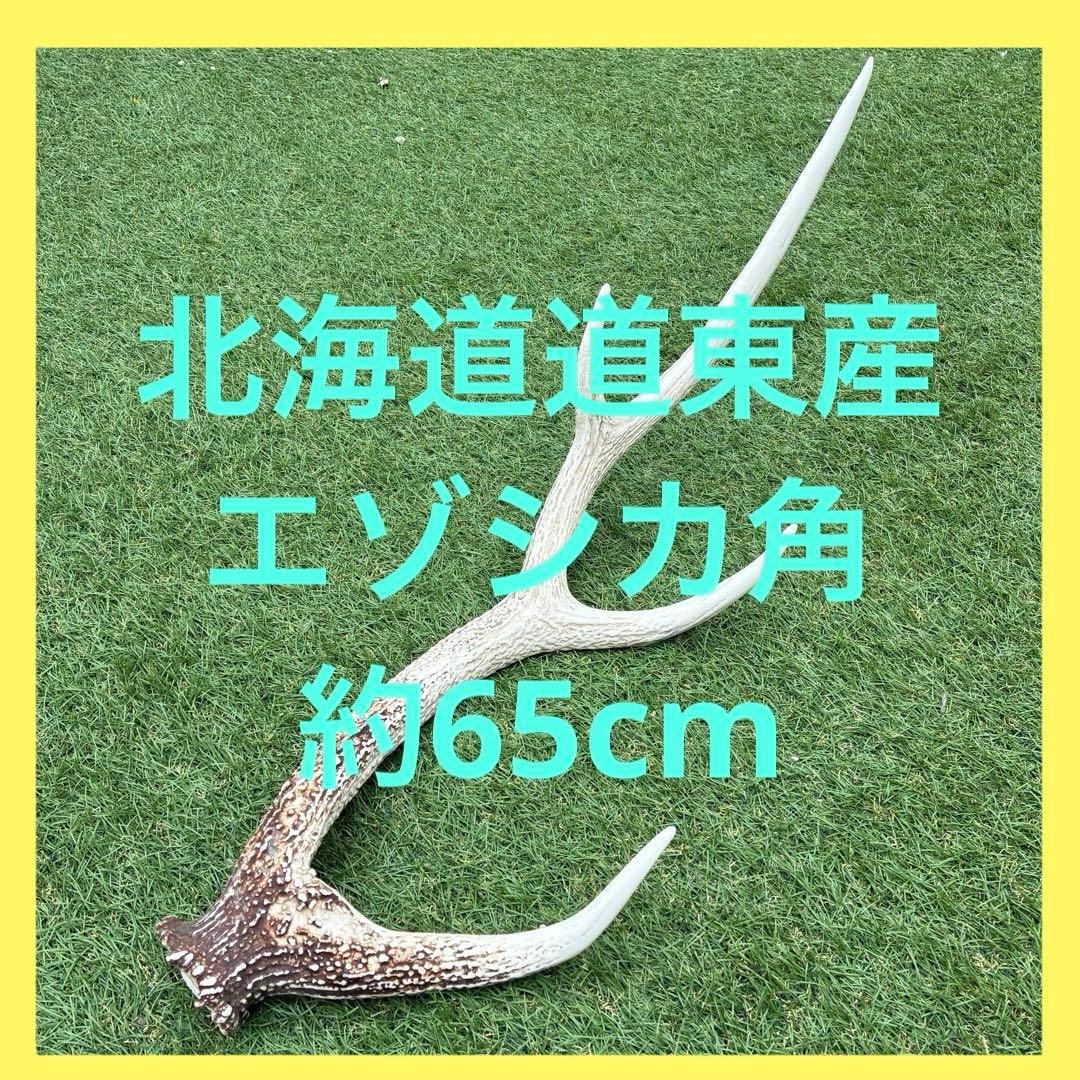 蝦夷鹿 鹿ツノ 角 （約65センチ）