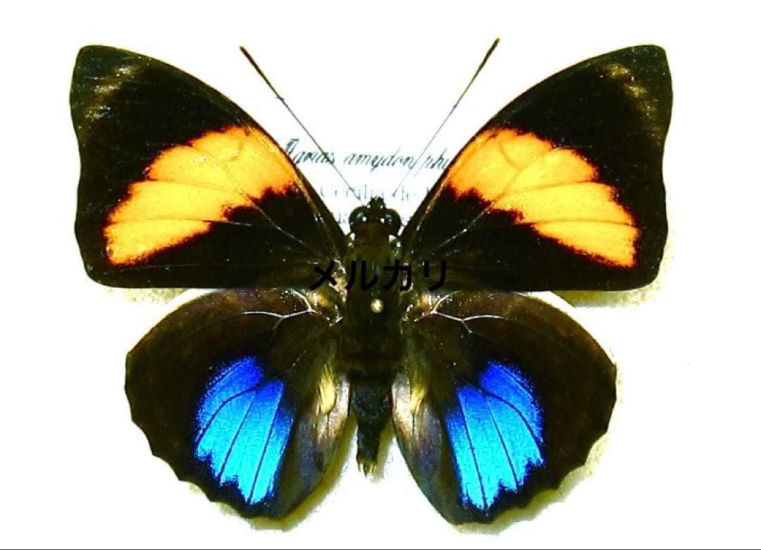 アグリアス・アミドン・フィラテリカ・黄色型 蝶標本 昆虫標本 アグリアス・アミドン・フィラテリカ・黄色型 蝶標本 昆虫標本