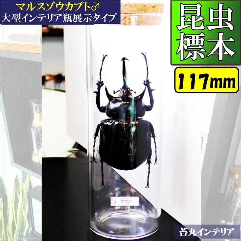 昆虫標本アクテオンゾウカブト 【昆虫標本】完品マルスゾウカブト117mm