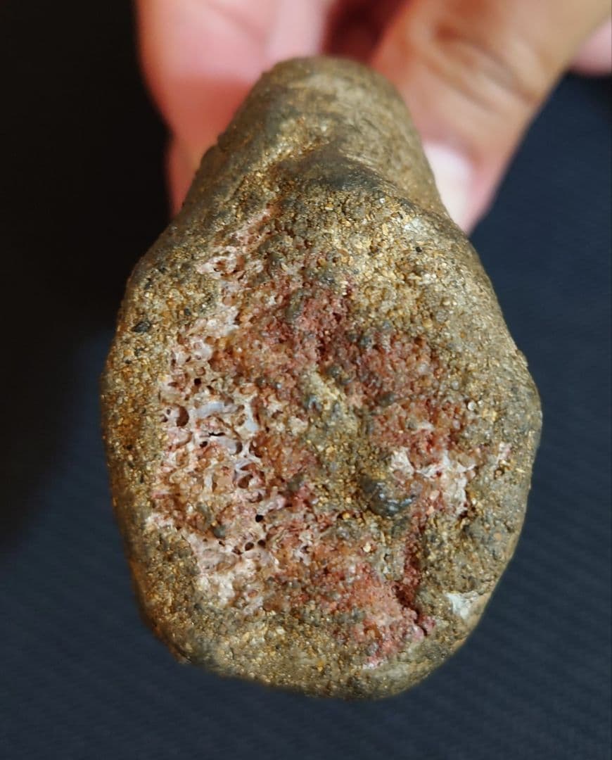 獣脚類 恐竜 ハンドクロウ 化石