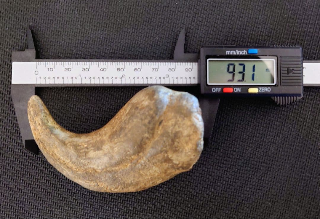 獣脚類 恐竜 ハンドクロウ 化石