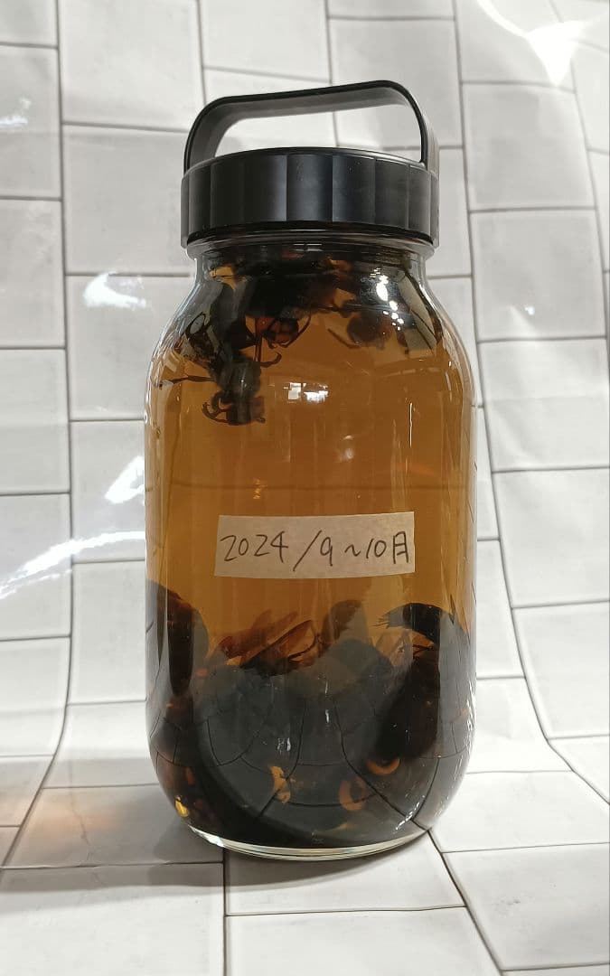 沖縄県産 哺乳類の歯化石