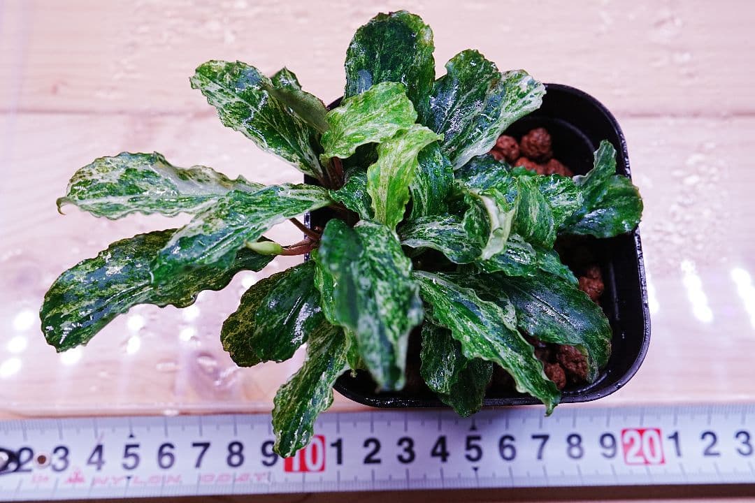 ブセファランドラsp. グリーンウェービー 斑入り バリエガータ 水上葉