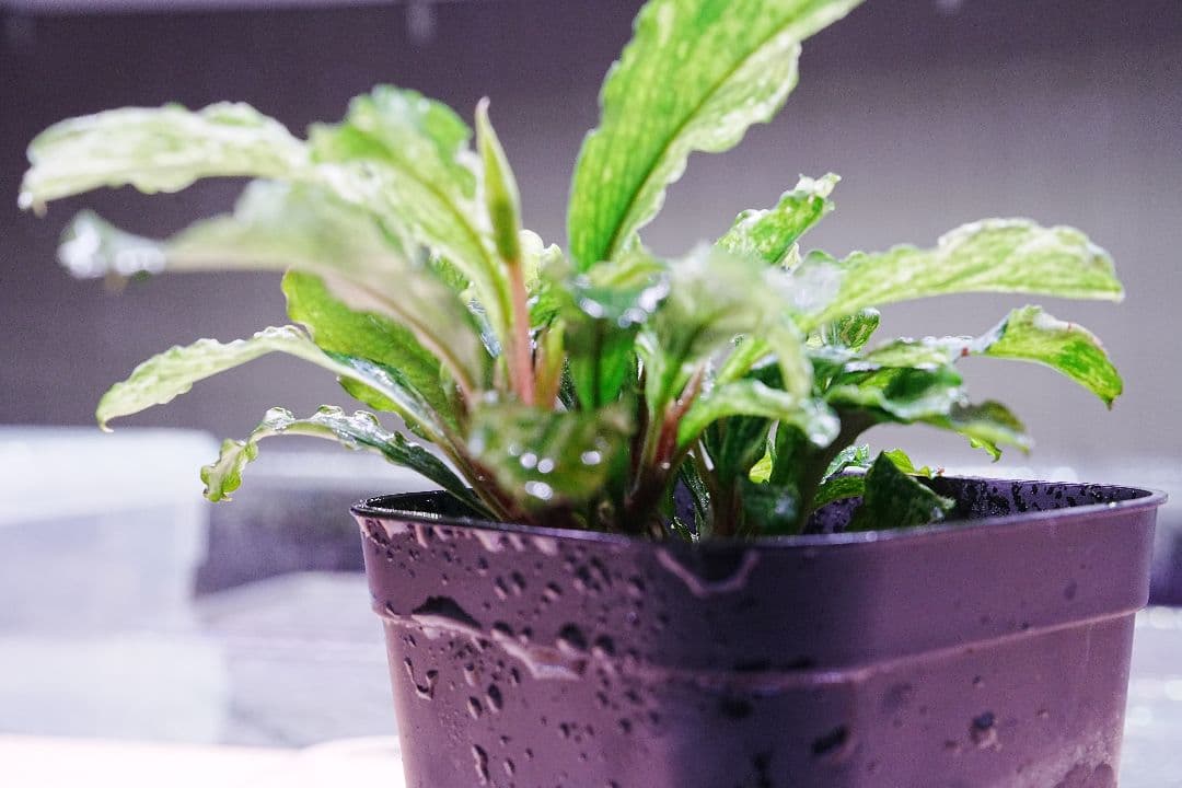 ブセファランドラsp. グリーンウェービー 斑入り バリエガータ 水上葉