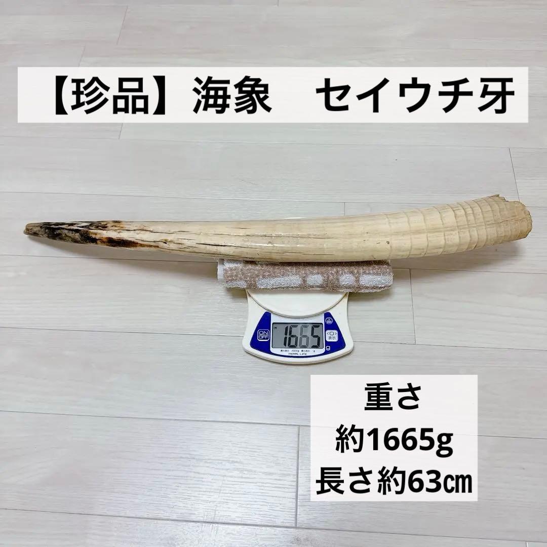 珍品】海象セイウチ牙 1665g