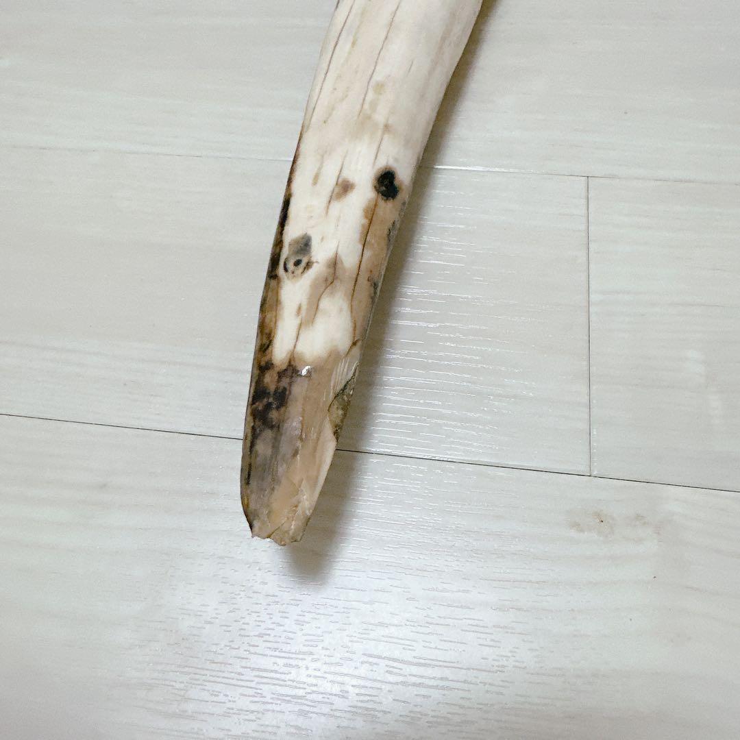 海象 セイウチ牙 1665g