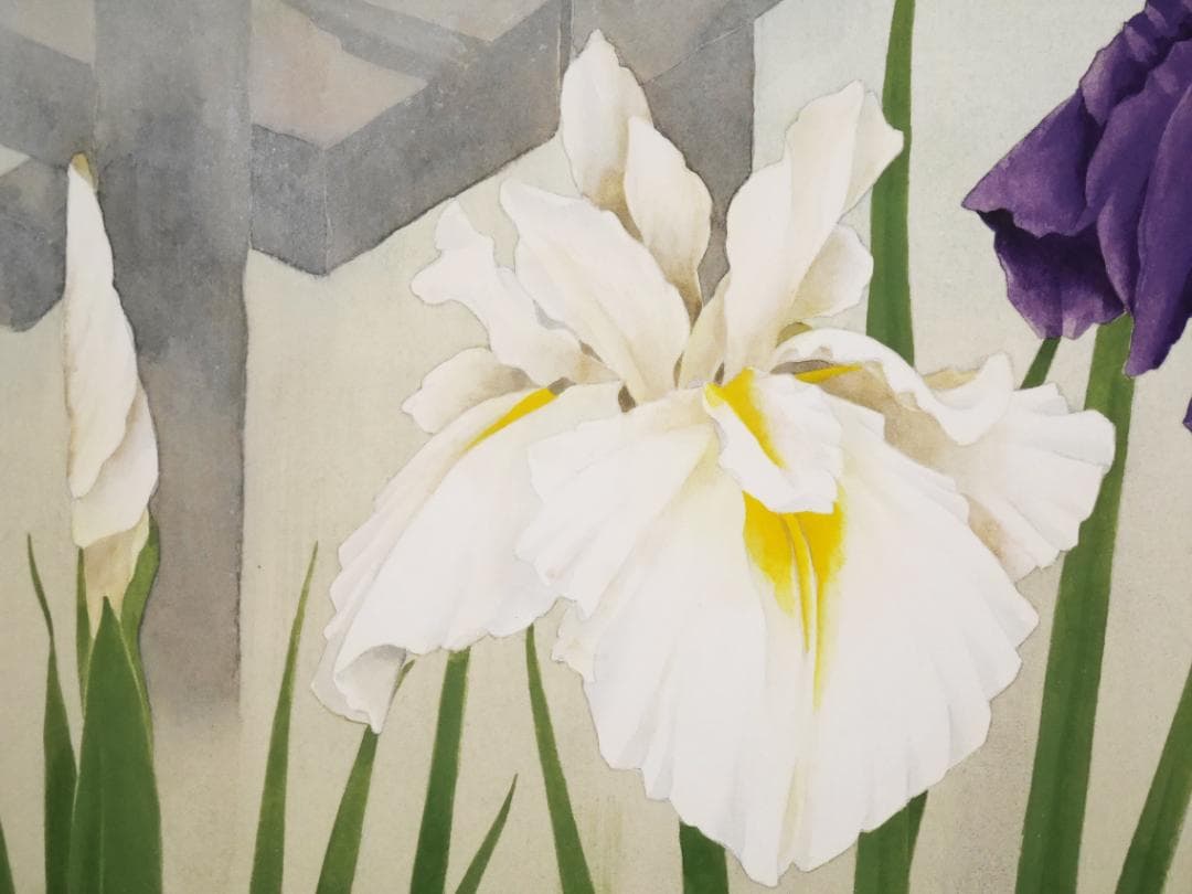 ☆太巻高級掛軸【菖蒲 あやめ】日本画家 田中基美◇紙本肉筆 共箱付