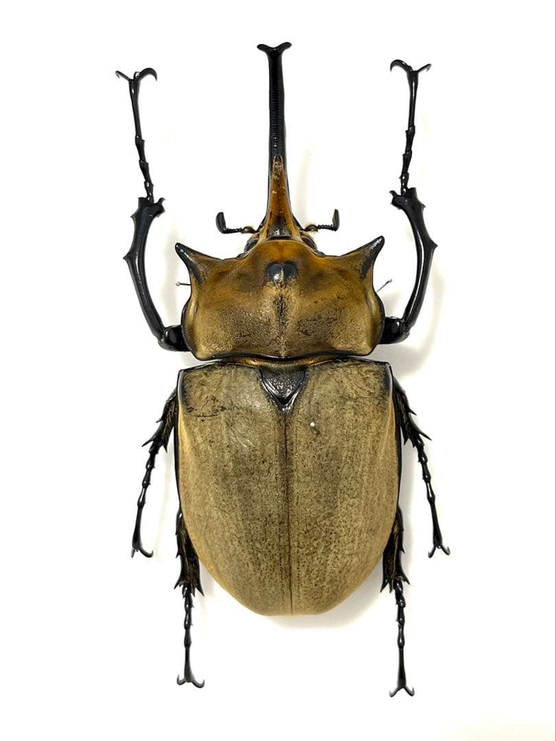 最終値下げ】エレファスゾウカブト標本 ペア 2025年最新】Yahoo