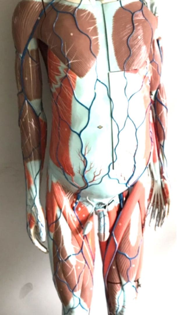 人体解剖模型♡ 京都科学