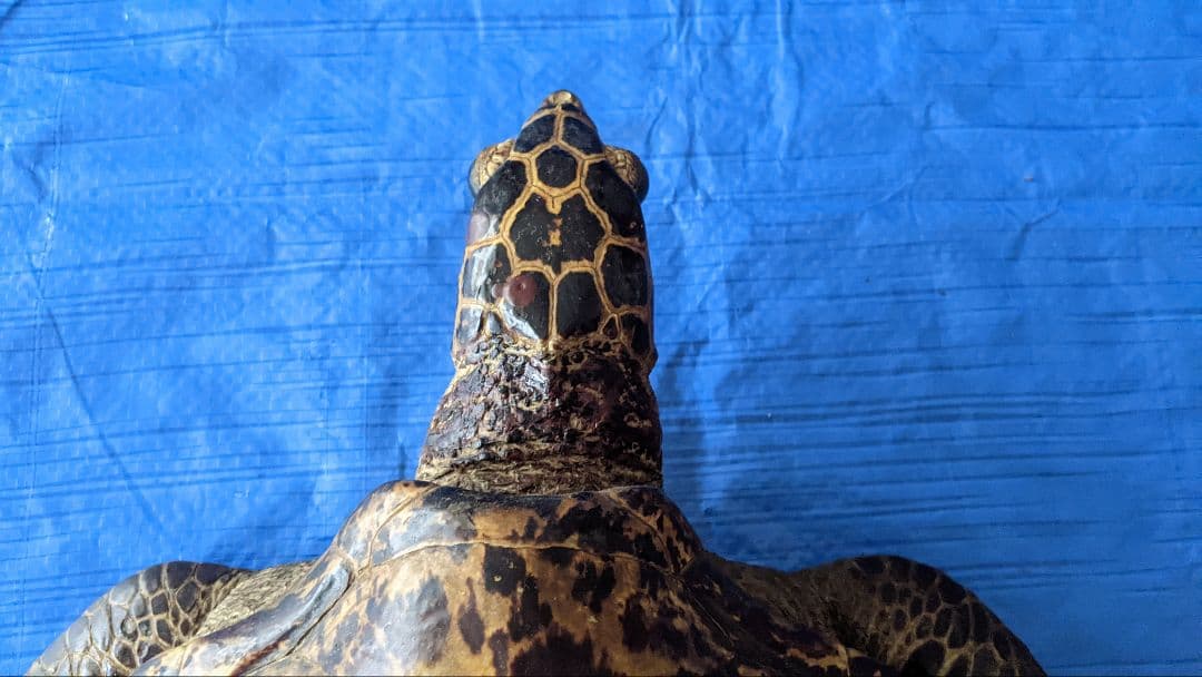 ⑤うみがめ〚タイマイ〛の剥製 壁掛けフックつき