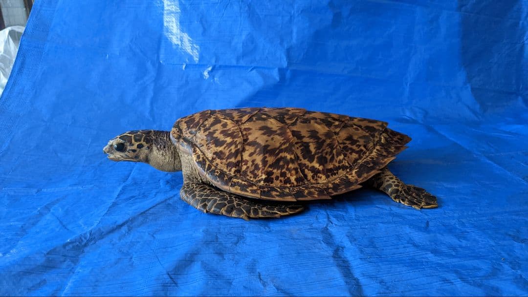 ⑤うみがめ〚タイマイ〛の剥製 壁掛けフックつき