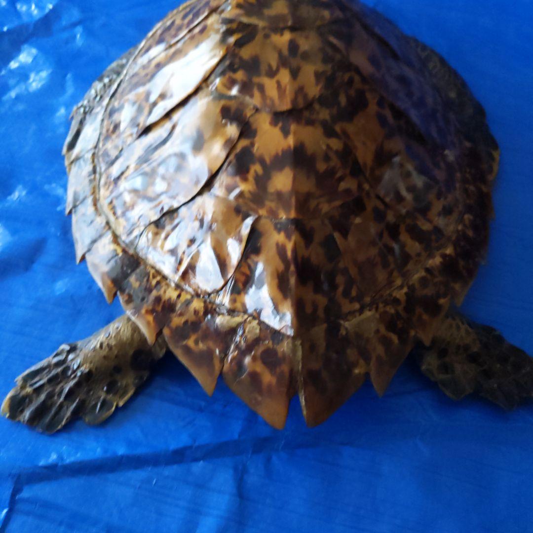 ⑤うみがめ〚タイマイ〛の剥製 壁掛けフックつき