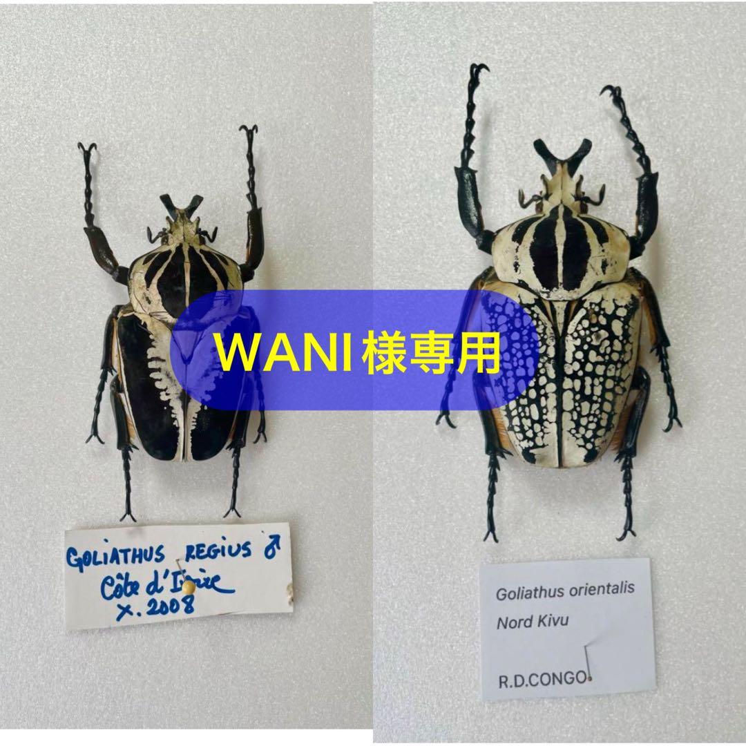 パピリオ・ラマルケイ（1オス・ボリビア）