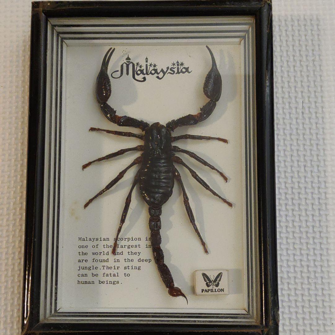 蠍（さそり）の剥製 - メルカリ
