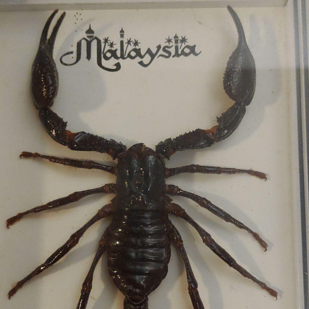 蠍（さそり）の剥製 - メルカリ