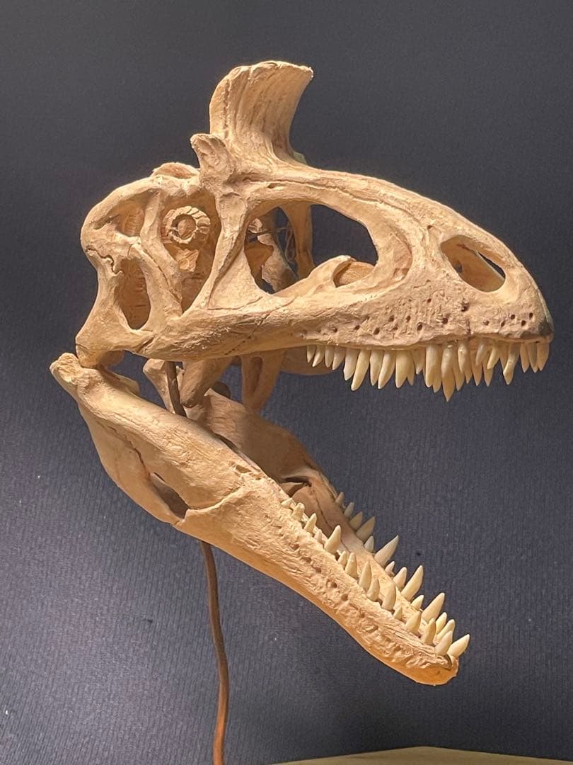 木彫 恐竜 クリョロフォサウルス 頭骨模型 10.5cm