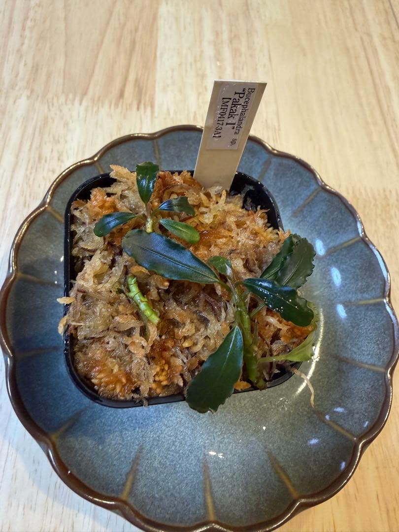 ブセファランドラお得セット A - メルカリ