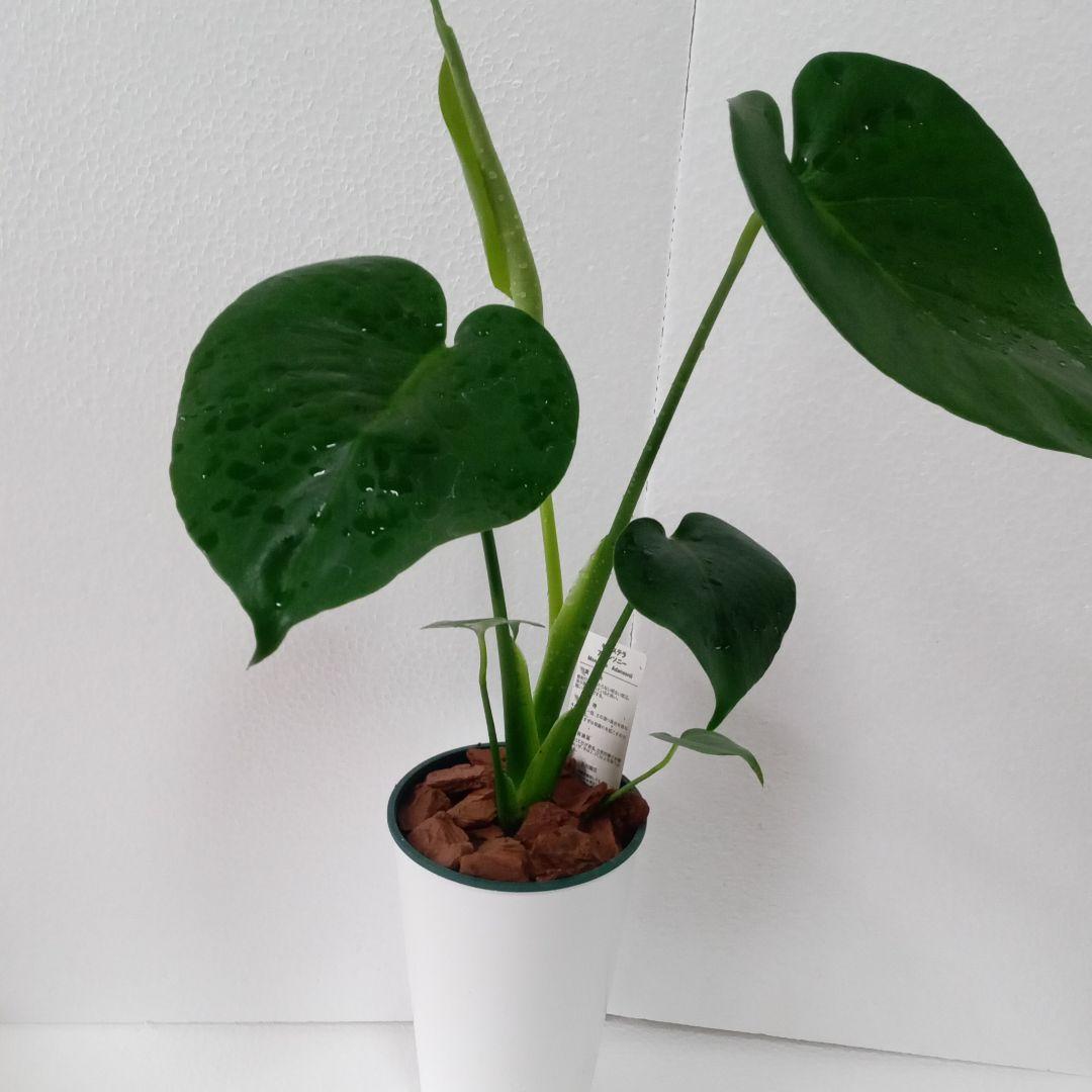 注文 ラースの果て foil Rath's Edge NEM ネメシス 初版