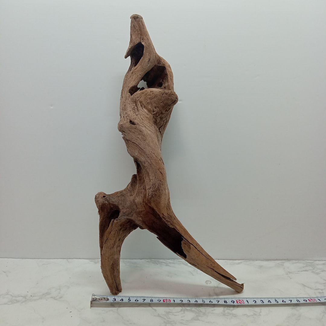 アク抜き済み流木【847】セール