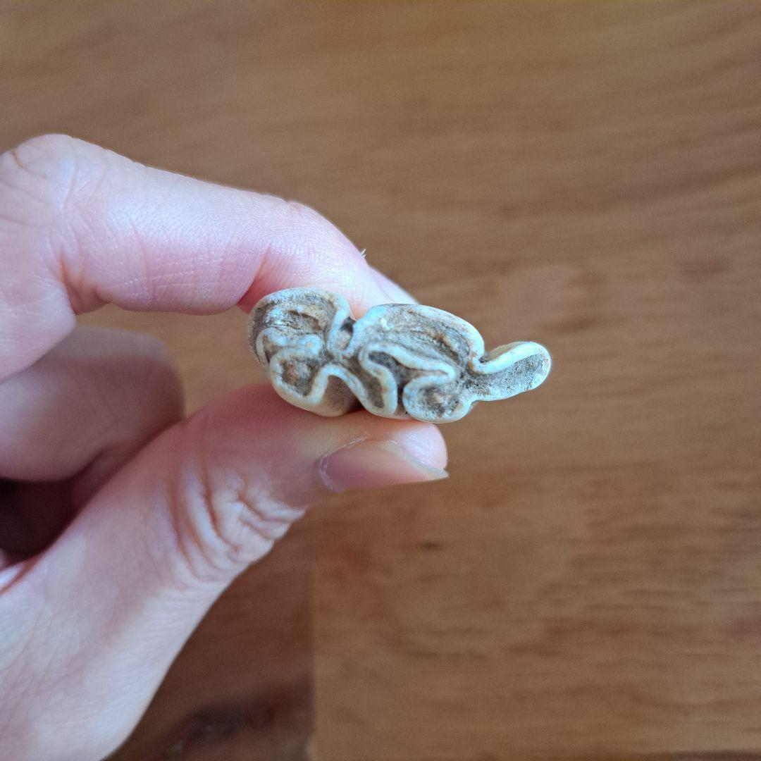 馬の歯 化石？ 天然石 波状模様のクリーム色