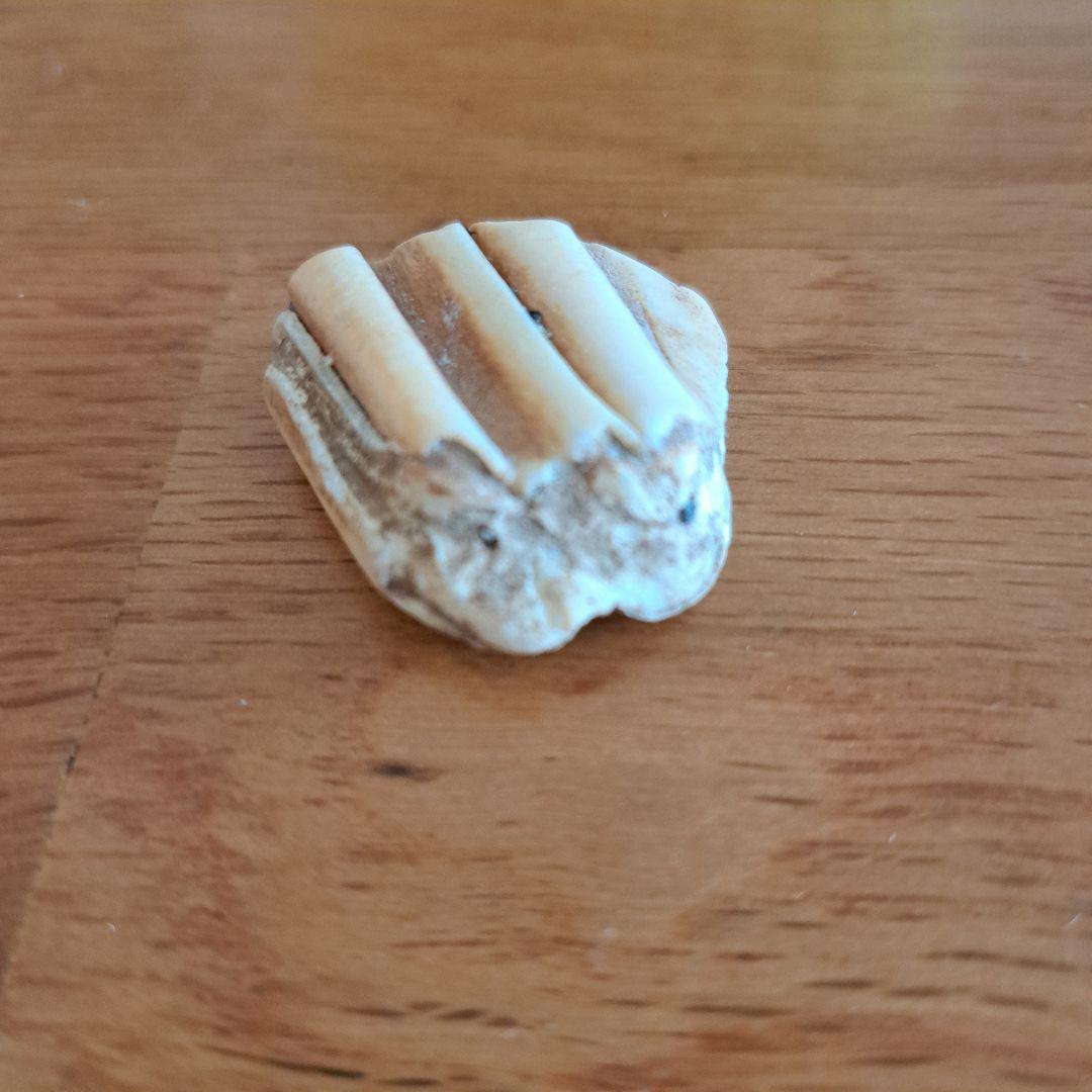 馬の歯 化石？ 天然石 波状模様のクリーム色