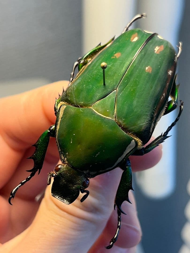 属内最大種】クビワオオツノハナムグリ カナブン ゴライアスオオツノ
