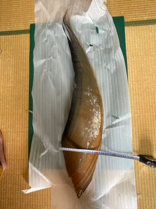 ながす鯨 ひげ歯 人気 あっ!】ナガスクジラやミンククジラひげ 鯨 髭