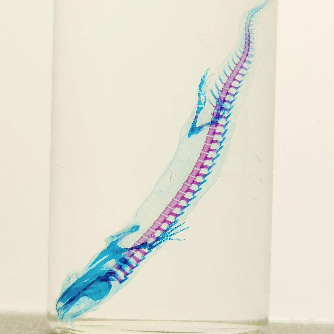 1点物》極美品☆極希少【透明骨格標本】ハコネサンショウウオ④ 幼体