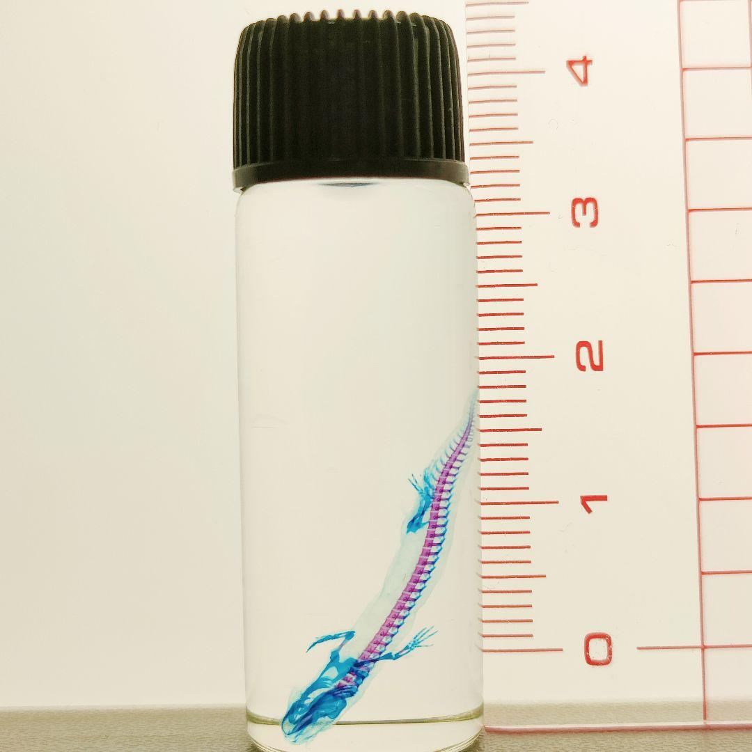 1点物》極美品☆極希少【透明骨格標本】ハコネサンショウウオ④ 幼体