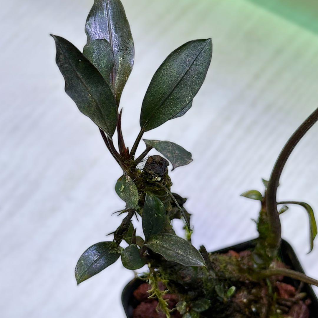 G*k様 ブセファランドラ Motleyana 新芽沢山あり 5株トリム可能