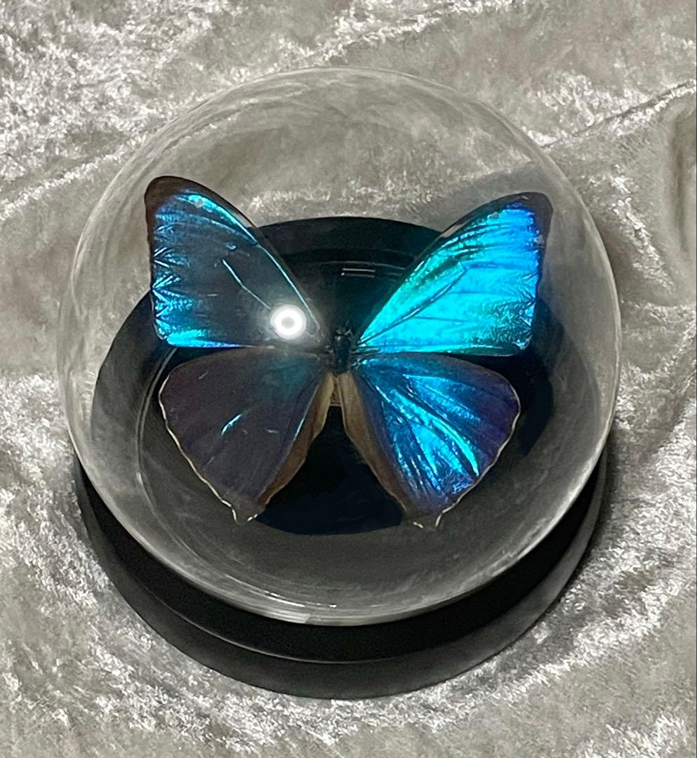 蝶 標本 モルフォ蝶 エガーモルフォ ガラスドーム アンティーク ガラスドームモルフォチョウ 標本/フランスアンティーク雑貨・家具の