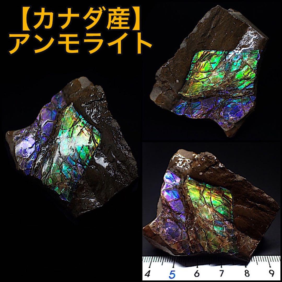 カナダ/Alberta産】アンモライト(プラセンチセラス)