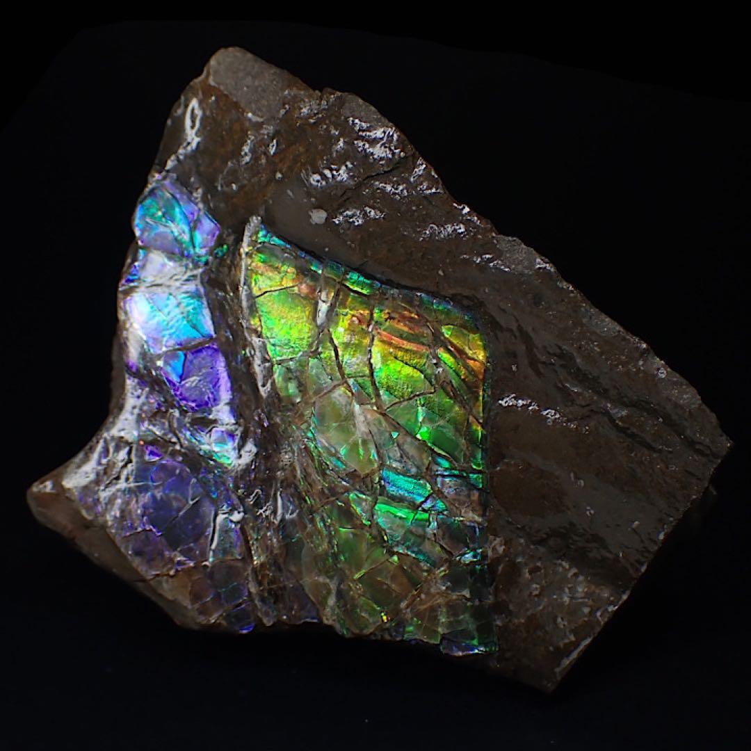 カナダ/Alberta産】アンモライト(プラセンチセラス)