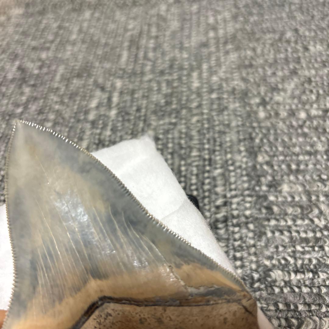 極上 メガロドン 歯 化石 本物 USA - メルカリ