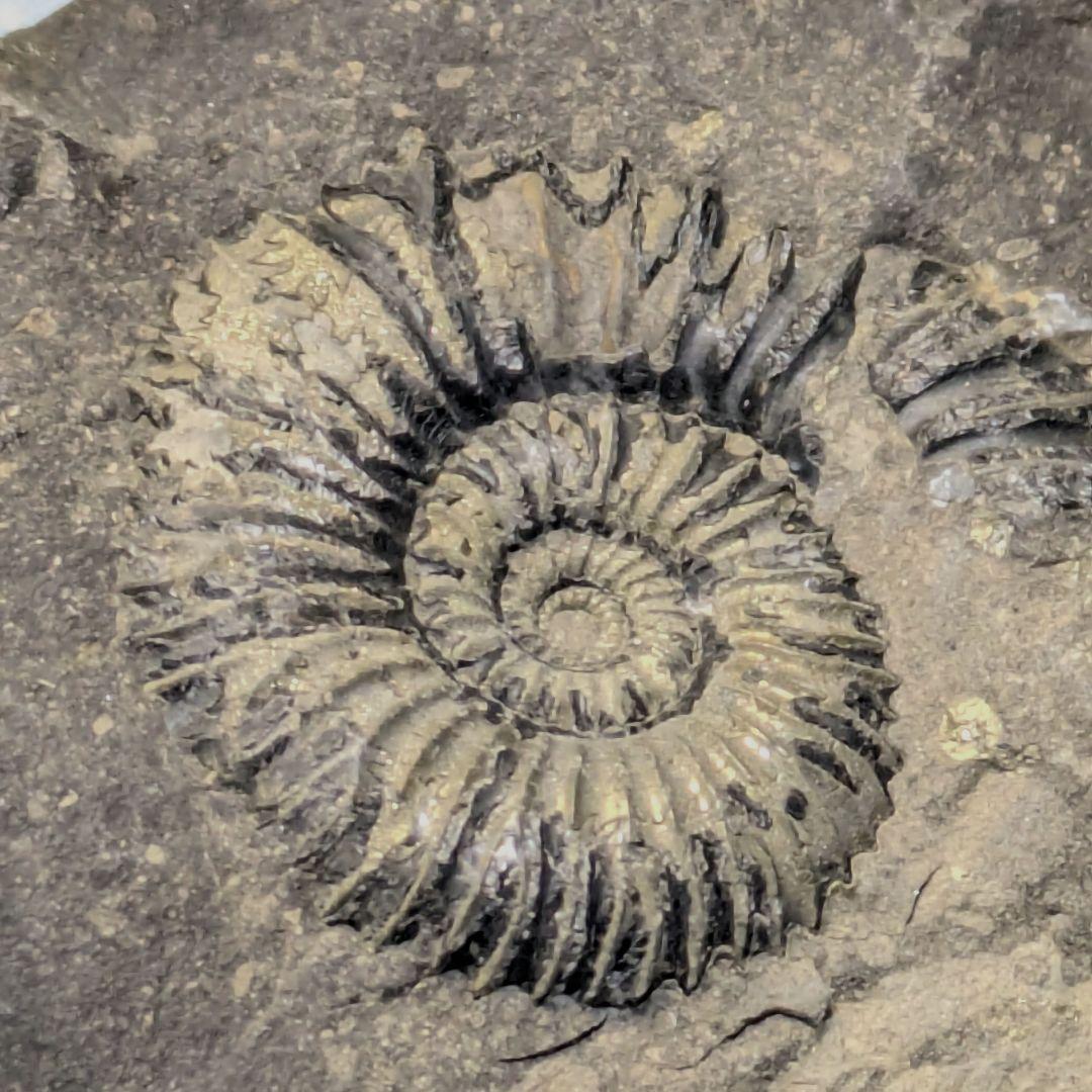 ネパール産アンモナイト化石 - メルカリ